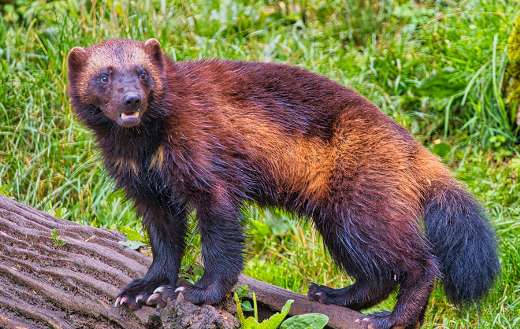 Depicted animal wolverine mustelid
