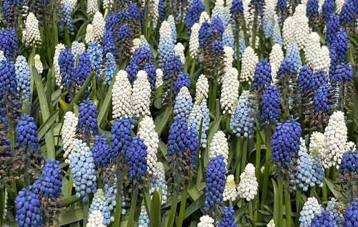 Different types of grape hyacinths