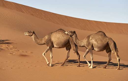 Dromedaries in the Sahara desert
