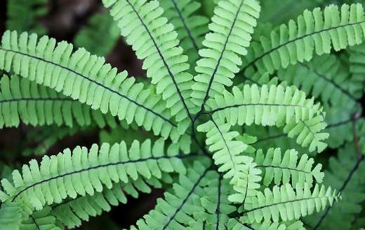 Fern from the genus adiantum