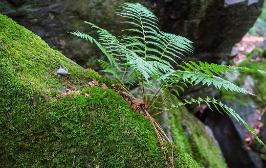 Fern growing on a moss covered rock