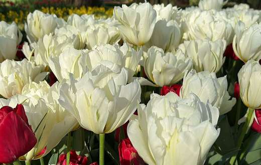 Field of white and red tulips spring bloomers