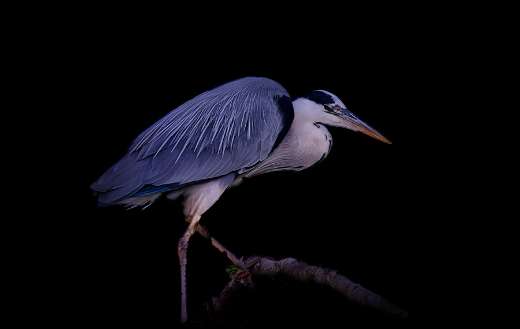 Grey heron recognizable by its grey feathers