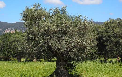 Image shows olive trees
