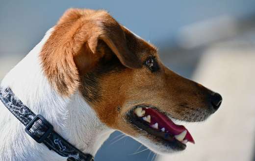 Jack russel terrier pet dog