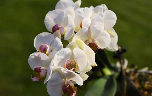 Known for its elegant long lasting flower