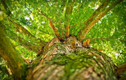 Look like bald cypress tree