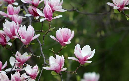 Magnolia flowers beaver tree