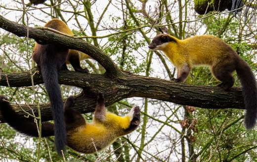 Malayan yellow throated martens playing