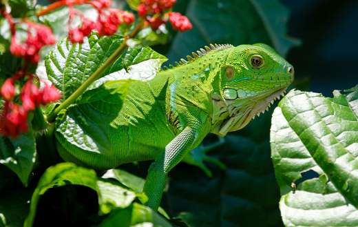 Mint green huge iguana