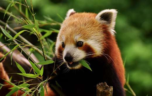 Red panda eat young bamboo