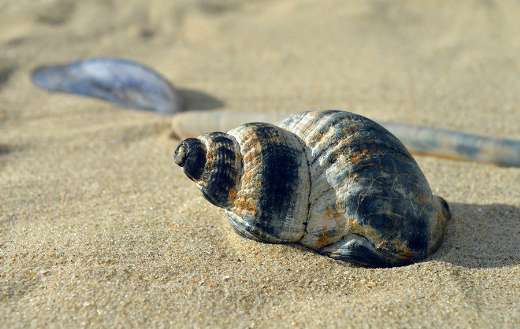 Shellfish mollusc casing summer time