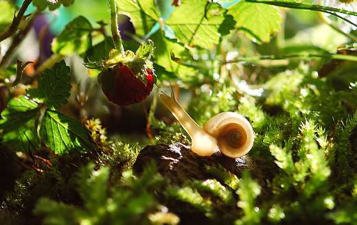 Snail mollusk trying berries
