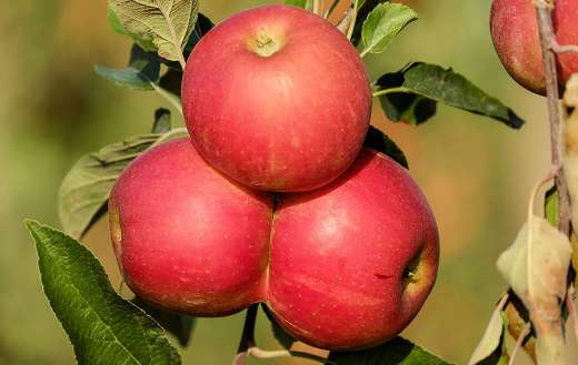 Striking photo of the two lower apples
