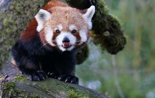 Striking reddish brown coat long ringed tail panda