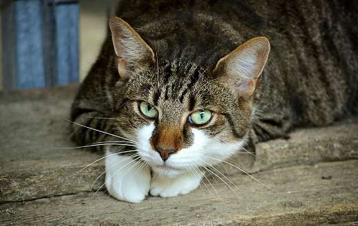 Tabby cat european short hair moggy