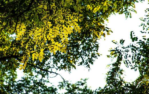 The golden false acacia