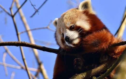 The lesser panda or cat bear