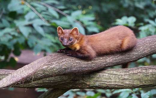 The pictured pine marten predator