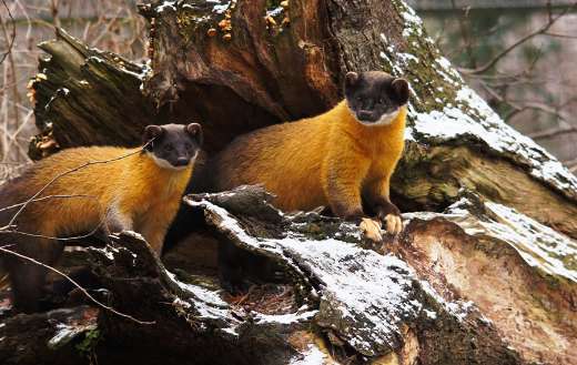 Two malay yellow throated martens