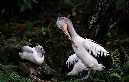 Two pelicans birds animal relaxing