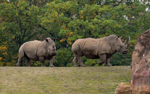 Two white rhinoceros in a field