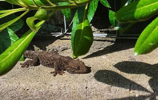 Wall gecko known as the moorish gecko