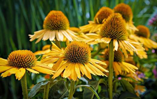 Yellow cone flower with unique appearance