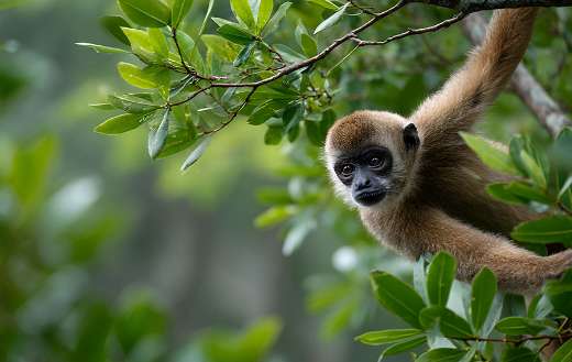 Young spider monkey