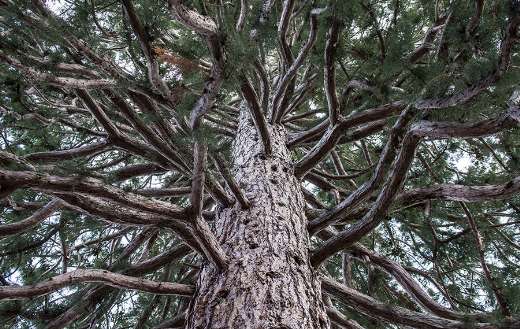 Giant sequoia or mammoth tree