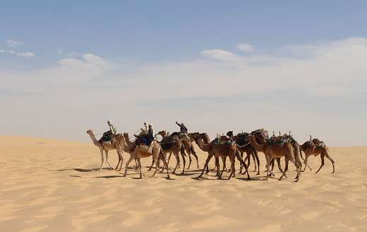 A caravan of camels moving through a vast desert
