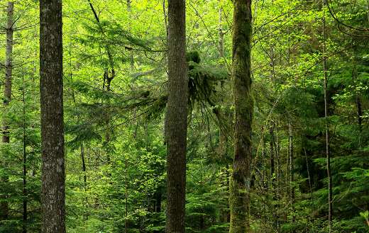 A dense forest with tall green trees
