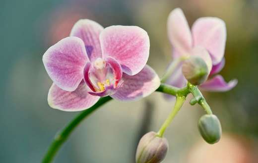 A long blooming period and elegant flower