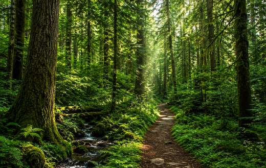 A lush forest path
