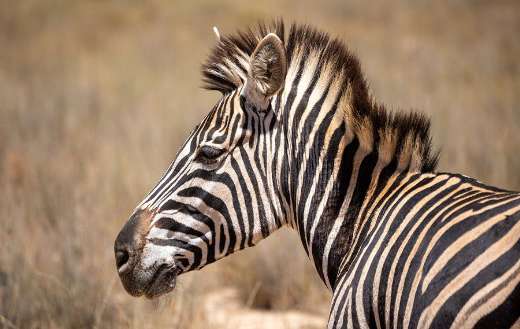 A plain zebra with distinctive black and white stripes