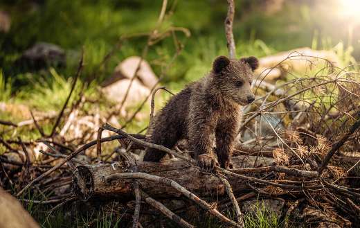 A small brown bear sitting on a fallen tree trunk