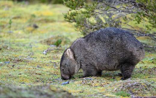 Animal wombat marsupial diggers