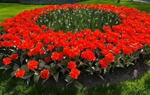 Beautiful landscape flower bed red tulips