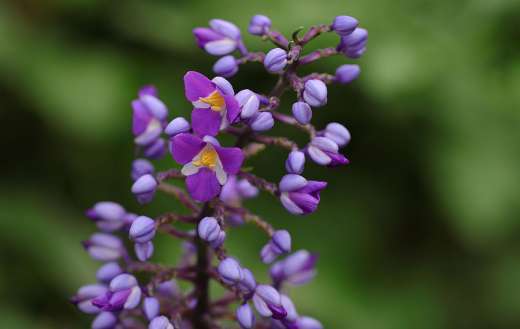 Blue ginger tropical flowering plant