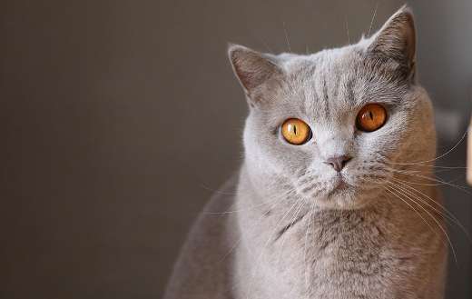 British shorthair breed cat with round head