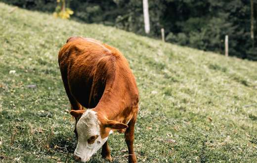 Brown cow with striking white head