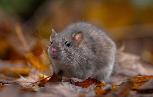 Brown rat or grey brown fur short bare tail