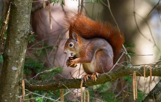 Busy squirrel cracking a nut walnut