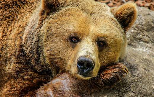 Close up of a brown bear resting on a rock