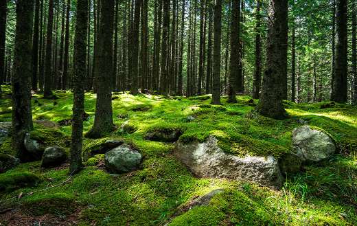 Dense forest landscape with thick undergrowth of moss