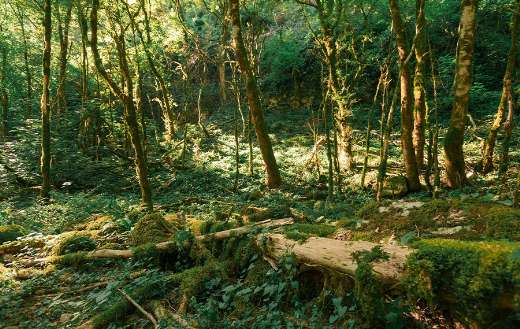 Dense jungle or forest with rich vegetation