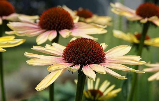Green twister coneflower