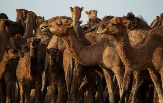 Group of camel animals