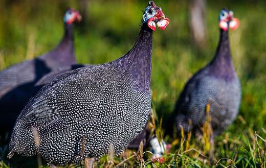 Helmeted guinea fowl Africa species