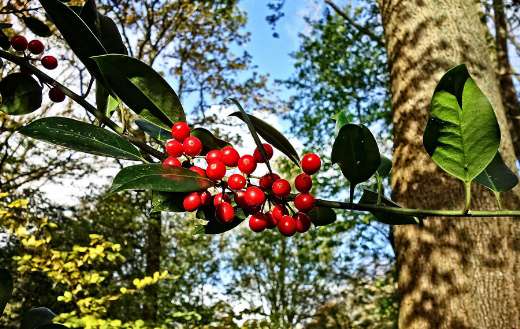 Holly bush ilex aquifolium species